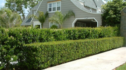 Hedges provide structure and privacy. Photo: GardenSoft