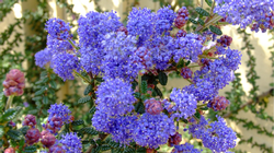 Ceanothus 'Dark Star' is a deer-resistant native shrub  that requires no water once mature.  Its blooms attract bees every spring. Photo: PlantMaster
