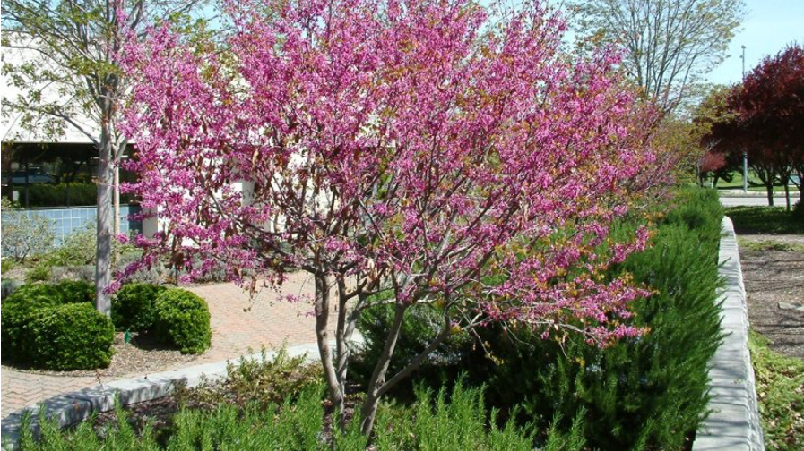 The western redbud tree (Cercis occidentalis) is well-sized for  smaller gardens and offers stunning blooms every spring. Photo: PlantMaster