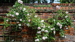 Climbing roses need support. Photo: Creative Commons