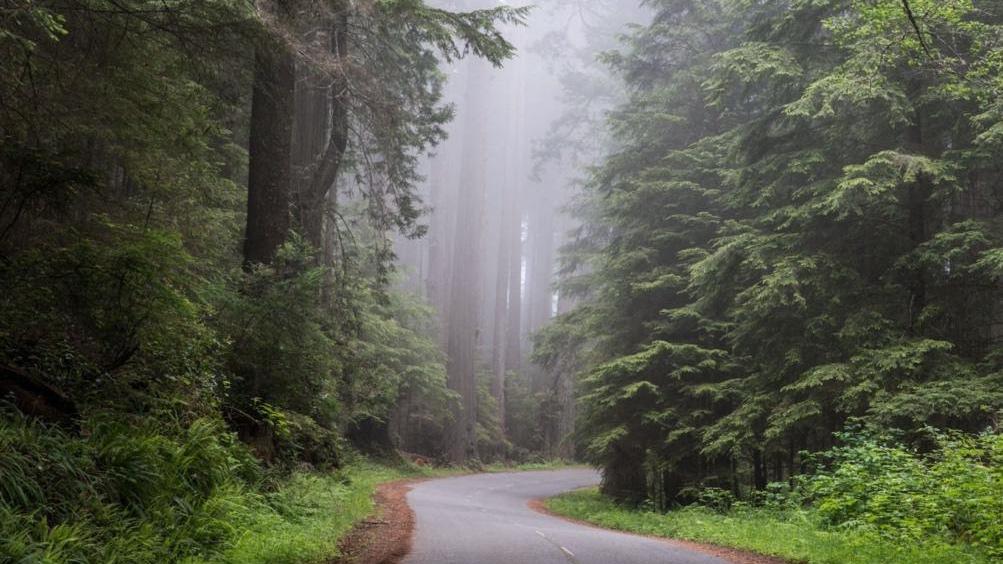 Redwood trees need moisture from rain and fog. Photo: Public Domain