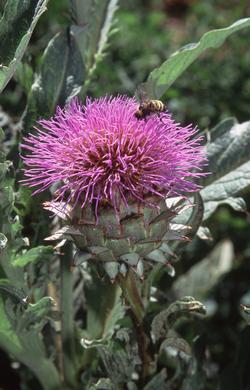 Artichoke flowers are magnets for bees. Photo credit: Jack Kelly Clark, UCSF IPM program