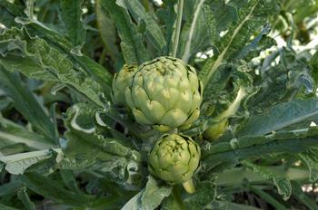Artichokes are about ready for harvest. Photo credit: istock