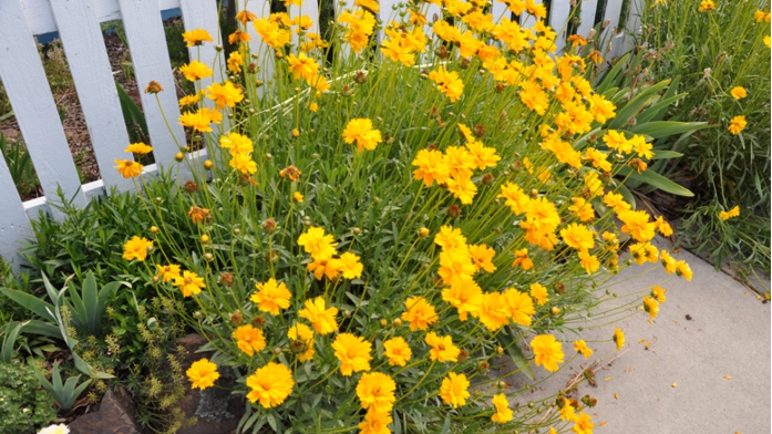 Coreopsis is not fazed by hot weather.  Photo: PlantMaster
