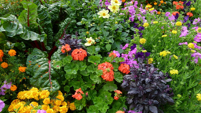 Some perennials bloom exuberantly in the heat of summer.  Photo: Creative Commons