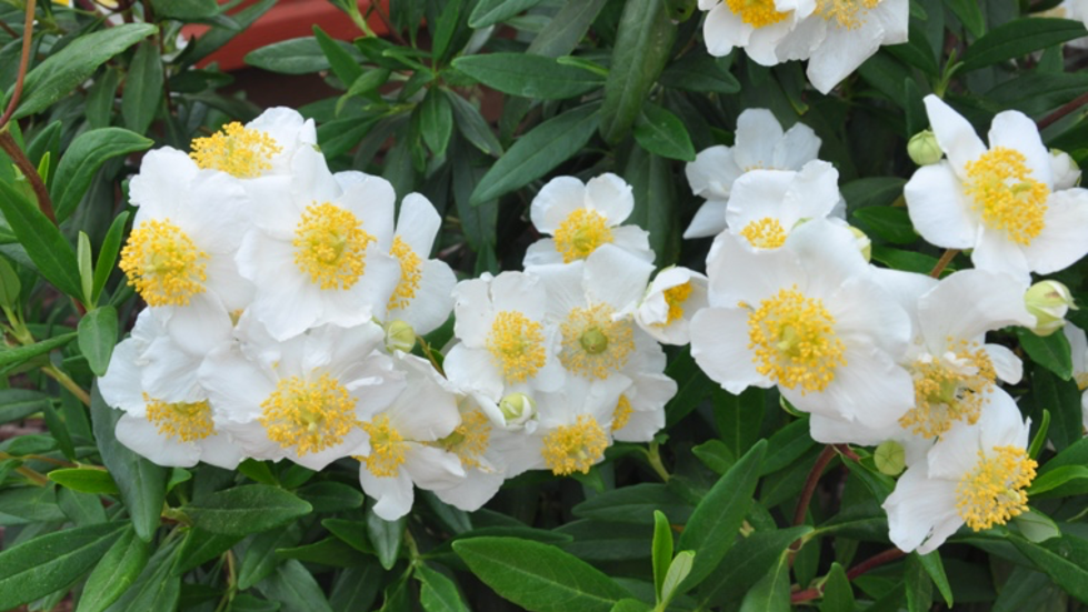 Bush anemone (Carpenteria californica) is a deer-resistant shrub that grows in sun or shade and has fragrant flowers. Photo: PlantMaster