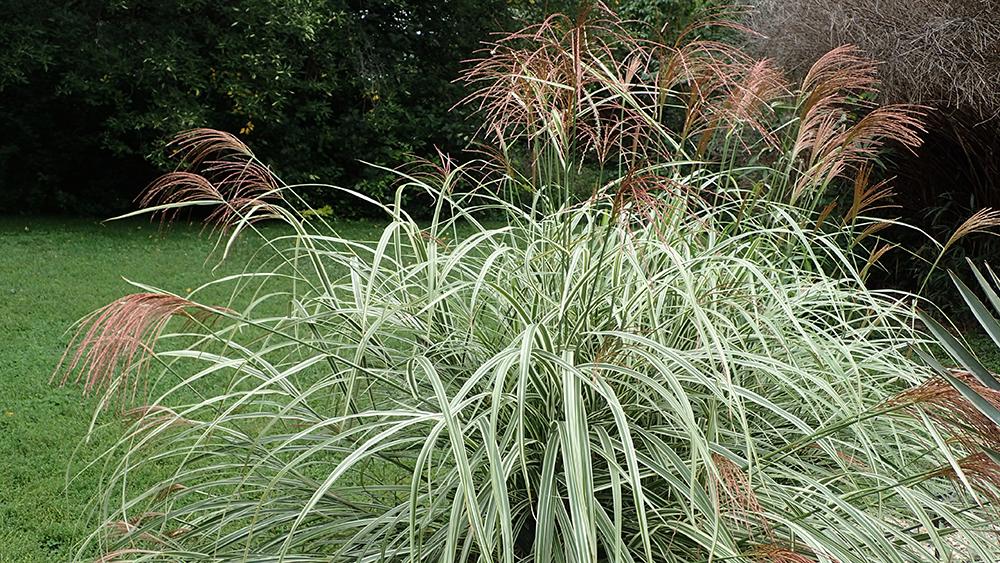 Miscanthus sinensis, Wikimedia Commons