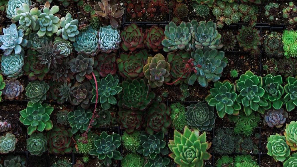 Succulents come in many colors, shapes & sizes. Edgar Castrejon, Unsplash