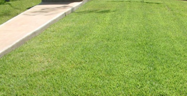 Zoysia 'DeAnza' is a water efficient lawn grass. GardenSoft