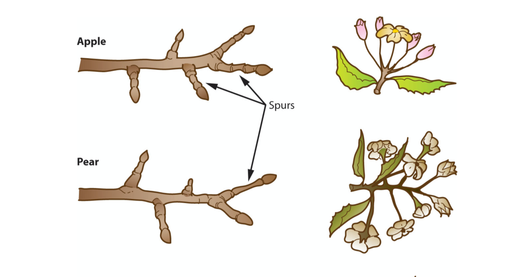 Illustration shows how apples and pears flower on spurs. UC Master Gardeners Handbook