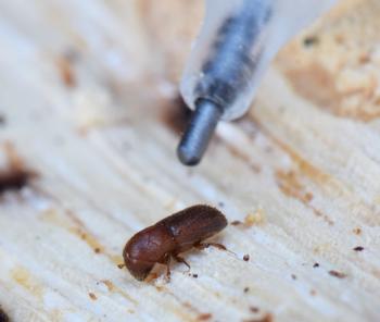 This eighth-inch long Mediterranean Oak Borer beetle is endangering native oak trees. Photo: Curtis Ewing, CAL FIRE