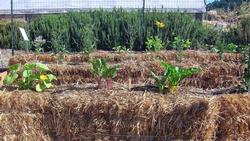 Visit our Edible Demonstration Garden in Novato to learn how to grow edibles in soilless straw bales.