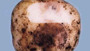 potato blight