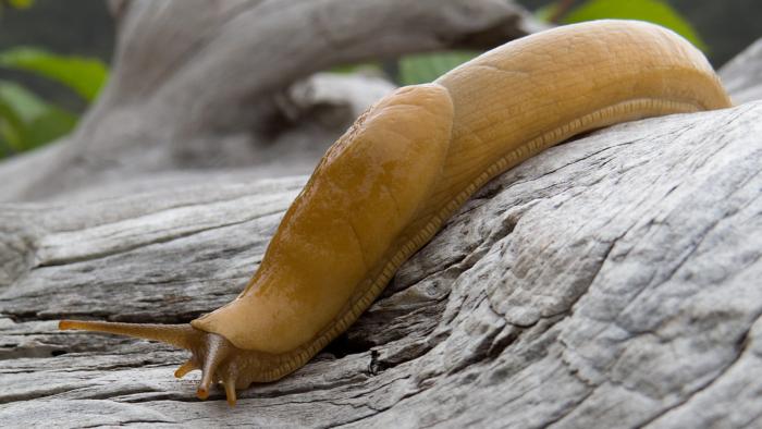 Banana_slug
