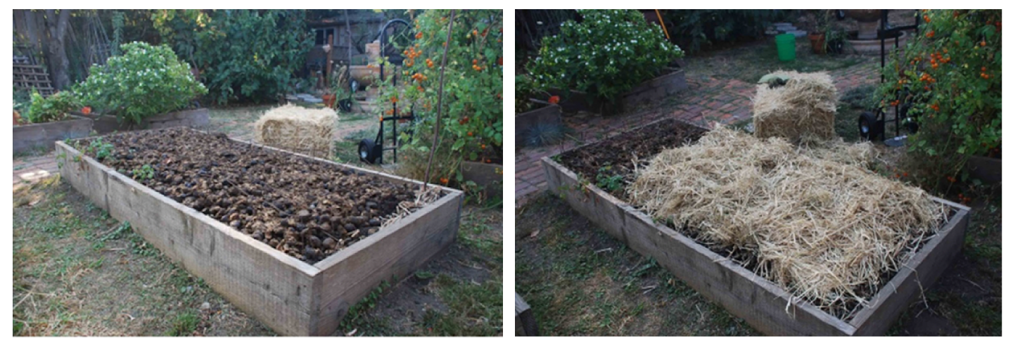 Adding a layer of manure and rice straw helps rejuvenate edible garden beds. Photo: Courtesy UC Regents