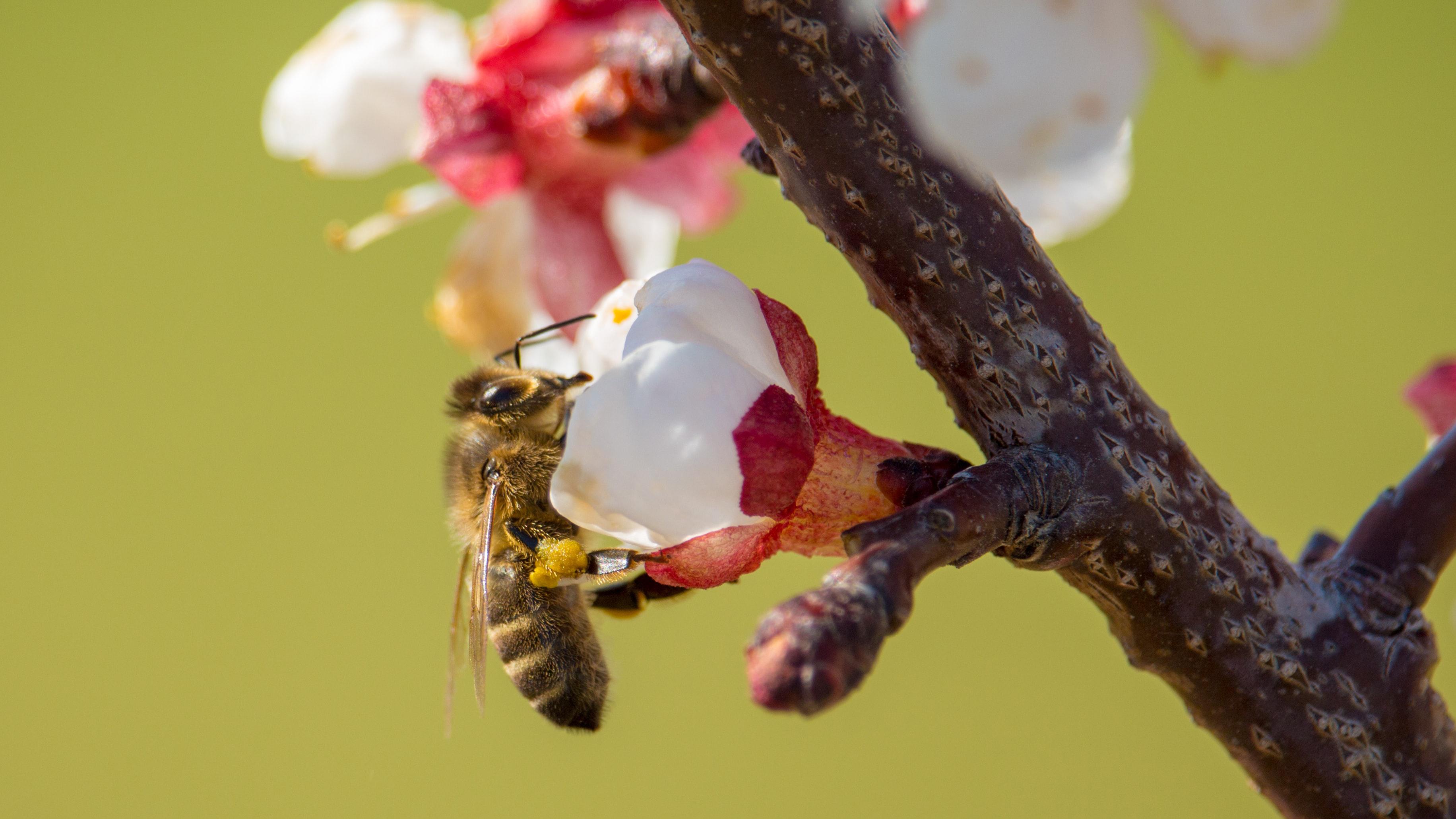 Bees are an important pollinator for fruit trees. Janosch Diggelman, Unsplash