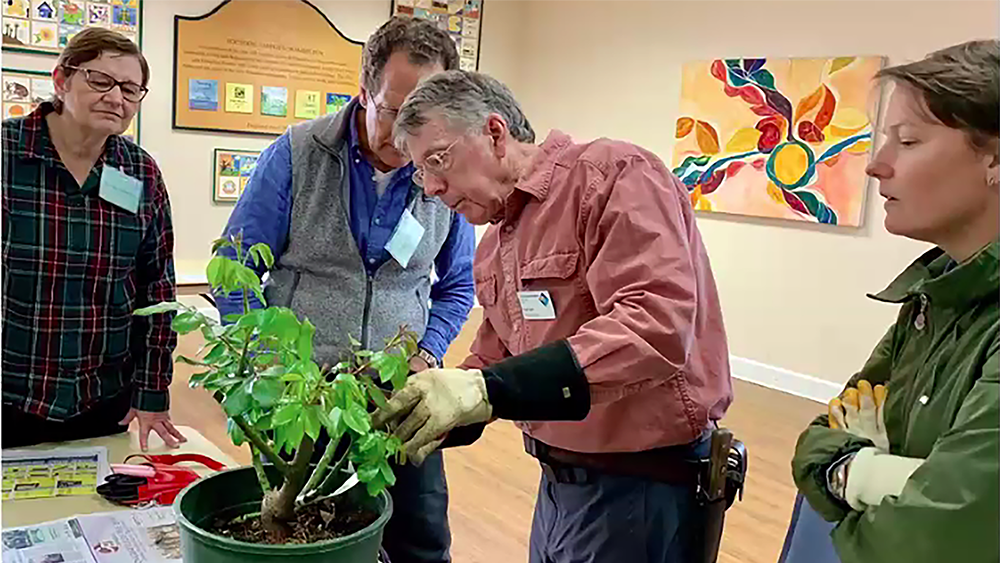 Learn gardening techniques such as rose pruning during the Master Gardener training program