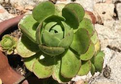 Some succulents will close their rosettes to protect them from the heat. Cooperative Extension Fresno County