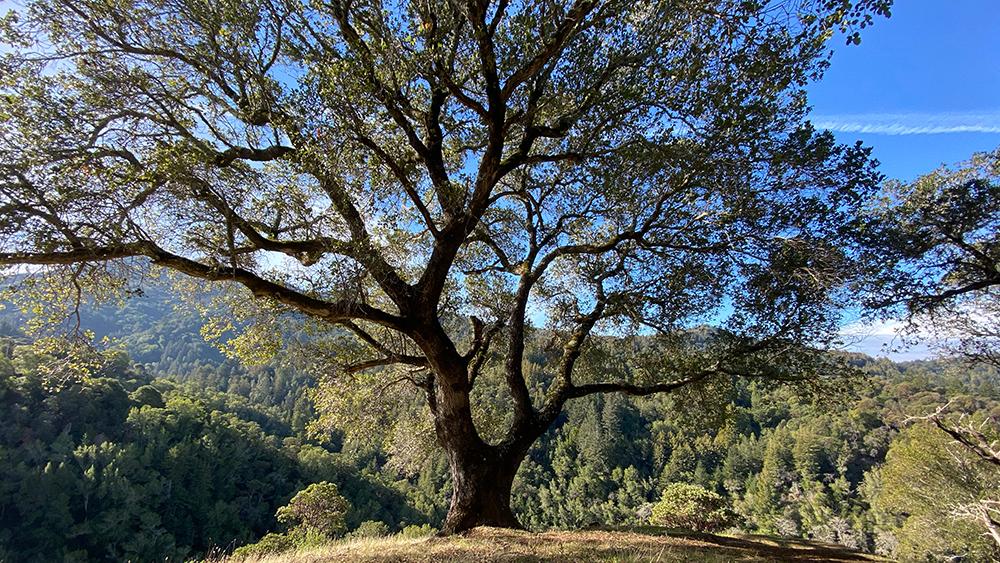 Coast live oak trees (Quercus agrifolia) like wet winters and dry summers.  L. Stiles