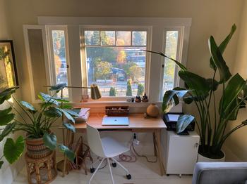 Concentration and creativity are improved by the presence of houseplants according to studies. Photo: Marianne Campbell