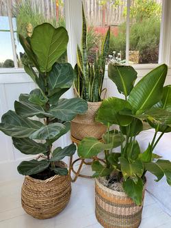 Caring for houseplants can reduce your stress levels. Photo: Marianne Campbell