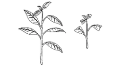 For softwood and semi-hardwood cuttings, remove the leaves from the lower one-third to one-half of the cutting. Image: North Carolina Extension