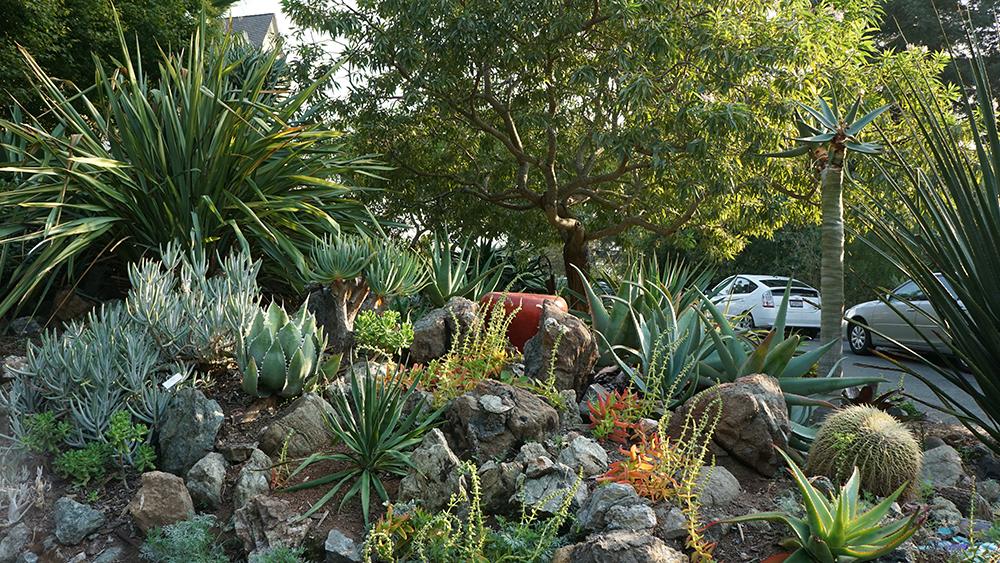 Visit Falkirk Demonstration Garden in San Rafael to see a wonderful display of succulents that thrive in Marin. Photo: L Stiles