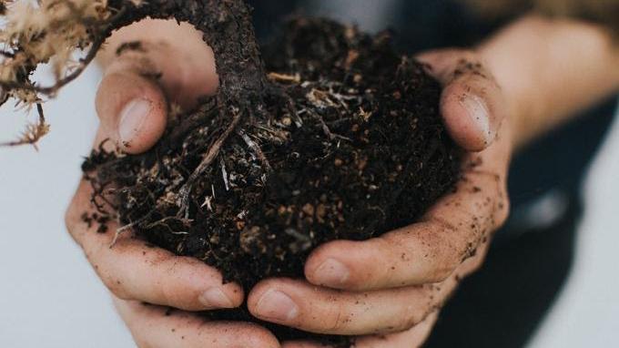Healthy soil contains millions of living organisms that provide the nutrients that plants need to thrive. Photo: Ellefson, unsplash