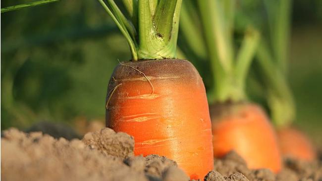 Carrots are fun to harvest and don't take up much space in the garden.  Photo: Piqsels