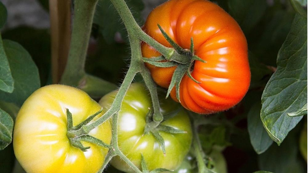 Tomatoes have a lower water requirement than many vegetables.