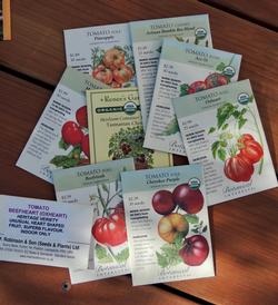 Tomatoes are among the easiest of summer fruits to grow from seed. Save your seed from heirloom varieties to plant next year. Photo: Diane Lynch