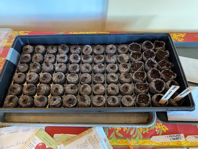 Starting tomato seeds is easy. Poke 2-3 seeds per starter pot into the soil with the tip of a pencil. Label pots with the variety. Photo: Jill Fugaro