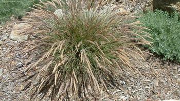 Mendocino reed grass (Calamagrostis foliosa). Photo: PlantMaster