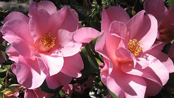 Camellia x williamsii 