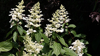 Hydrangea paniculata. Photo: Wikimedia Commons
