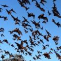 Invite a Bat to Your Garden and Ditch that Mosquito Spray!