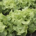 Lettuce: put some crunch into your veggie garden