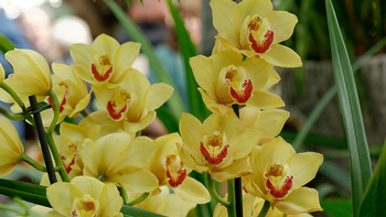 May is a good time to repot Cymbidium orchids. Photo: Creative Commons