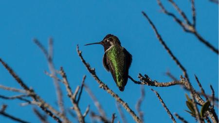 Hummingbirds are important pollinators – and a delight to watch in the garden. Photo: Karen Gideon