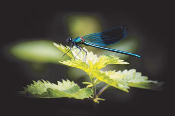Not only is this dragonfly beautiful, it helps control garden pests like aphids, midges and mosquitoes. Photo: Gbfoto/Dreamstime.com