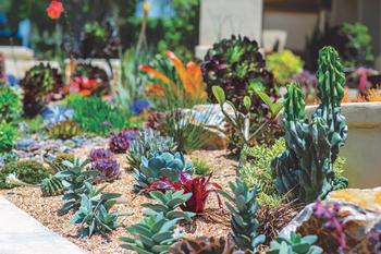 Succulents are a great replacement for lawn, needing little water and maintenance. Photo: Salvador Ceja/Dreamstime