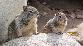 California ground squirrel pair. Photo: Wikimedia Commons