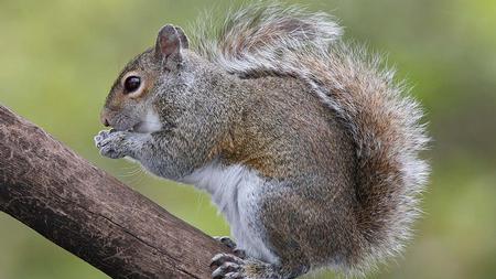 Eastern grey squirrel. Photo: Wikimedia Commons