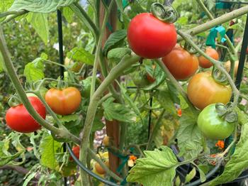 Tomatoes are a naturally vining plant. Stakes give support and cages minimize contact with soil and allow sun to ripen fruit. Photo: David S. Walker