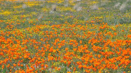 Field of wildflowers. Courtesy of UC Regents
