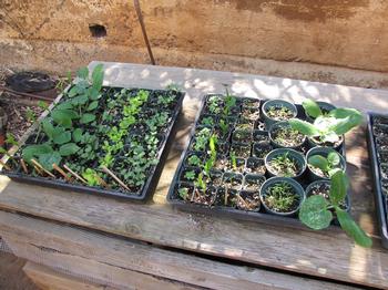 A variety of vegetable starts are ready for hardening before they are transplanted to the garden. Photo: Forest and Kim Starr, Wikimedia Commons
