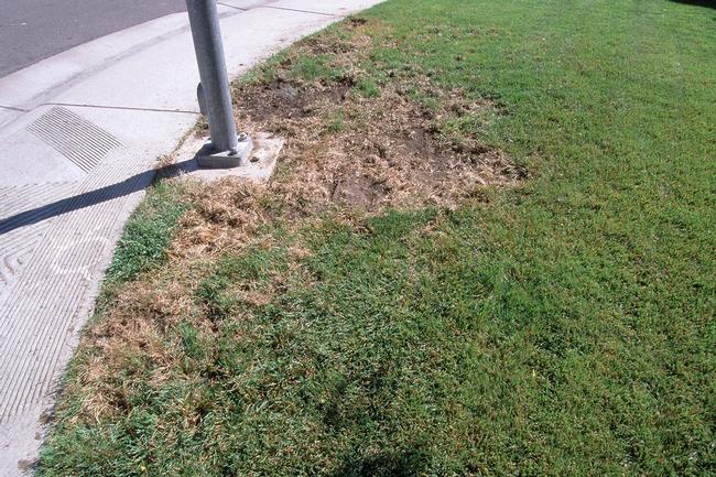 Damage to the lawn was caused by grubs that ate the roots of the grass effectively killing the plant. Photo: Jack Kelly, UC Statewide IPM