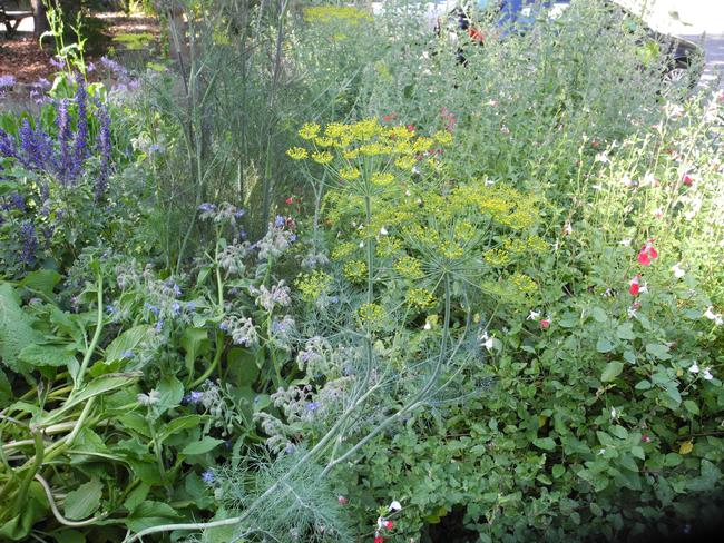 Dill, fennel and anise hyssop, a mint, help attract beneficials to this cottage garden style flower bed. Photo: Anne-Marie Walker