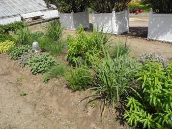 Glass cloches help protect newly planted seedlings from grubs in this herb garden. Photo: Anne-Marie Walker