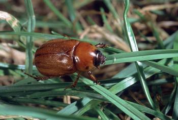 A scarab beetle crawling through grasses. Photo: Jack Kelly, UC Statewide IPM